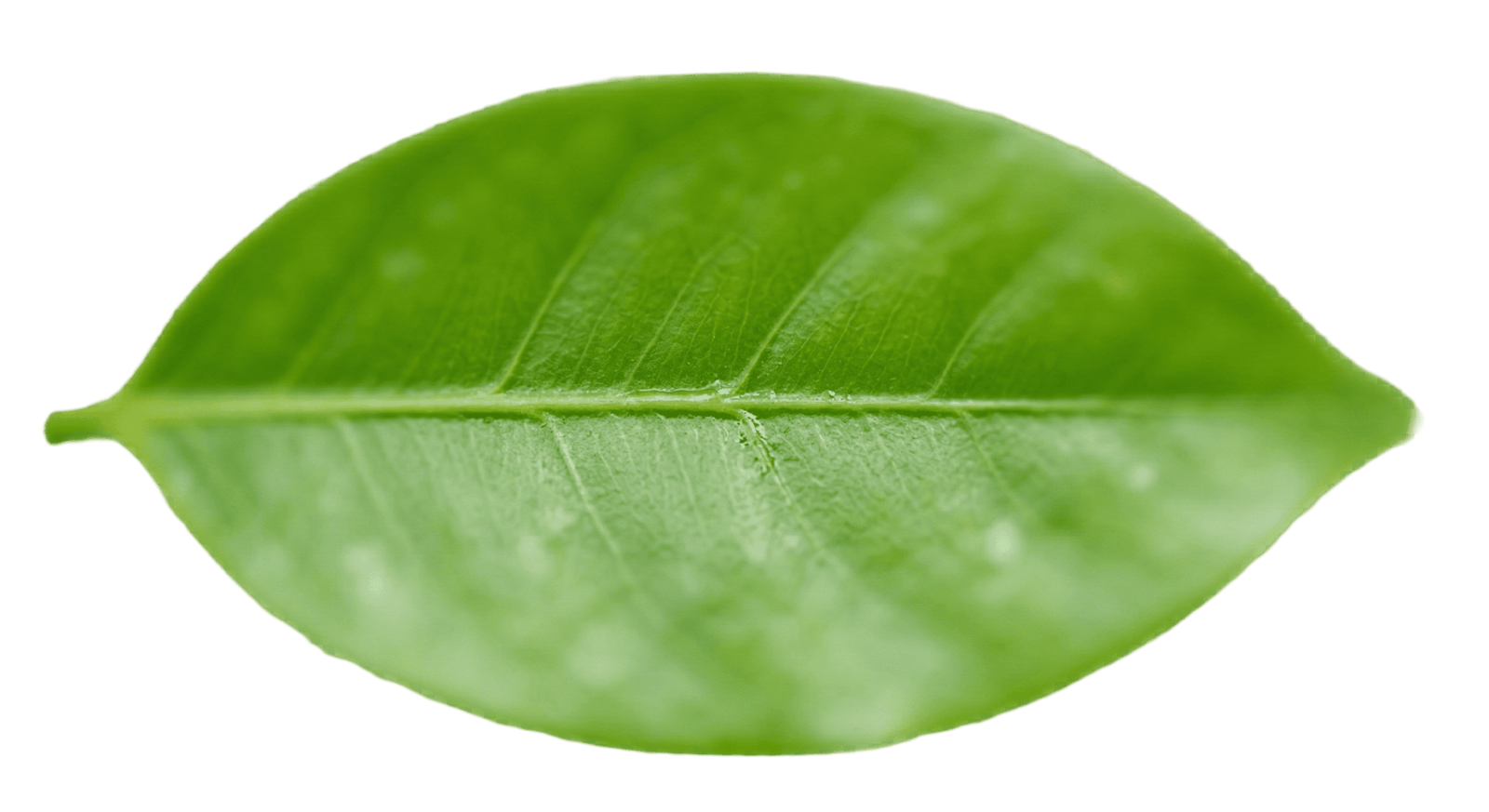leaf background