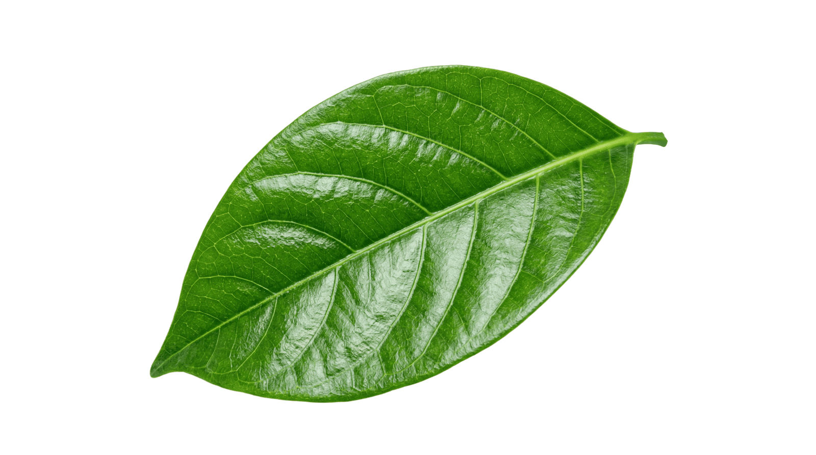 floating leaf