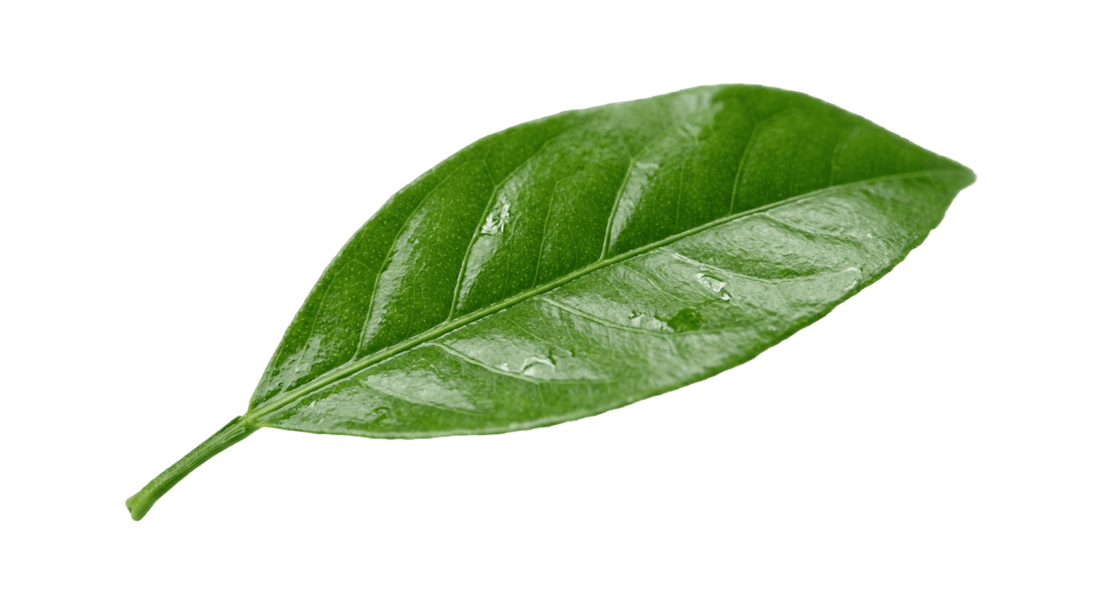 floating leaf
