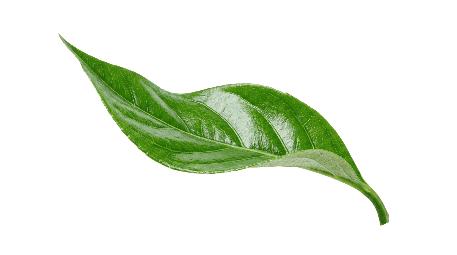 leaf background